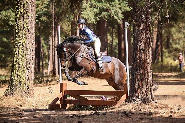 jumper-irish-draught-horse