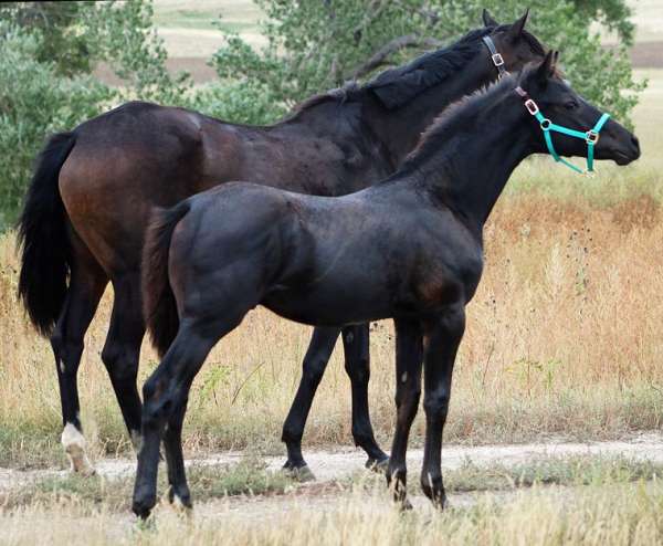 tiny-white-star-hind-sock-horse