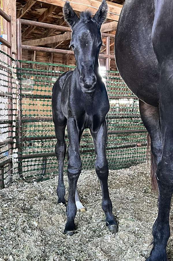 black-tiny-white-star-hind-sock-horse