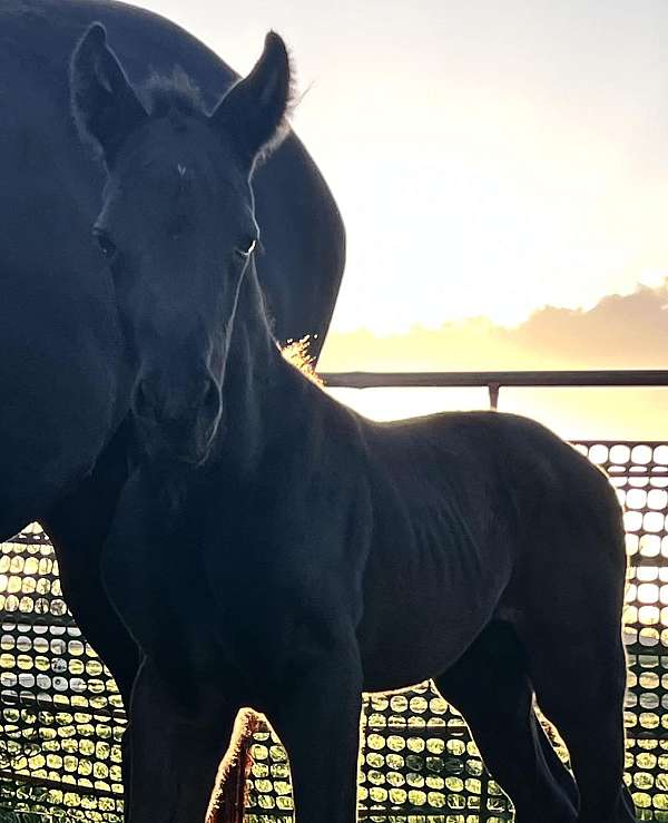 black-irish-draught-colt