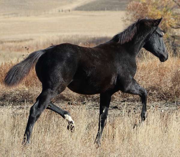 black-tiny-white-star-hind-sock-horse