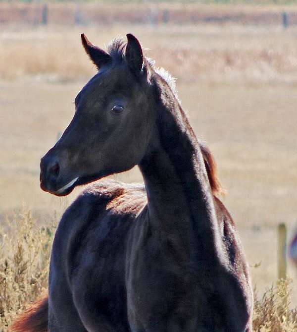 black-irish-draught-colt