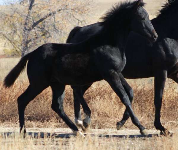 bloodlines-irish-draught-horse