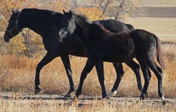 board-irish-draught-horse