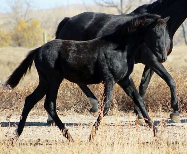 coggins-irish-draught-horse