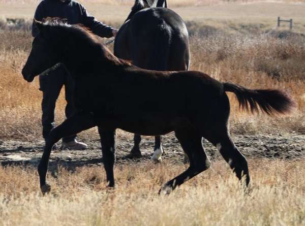 dutch-warmblood-irish-draught-horse