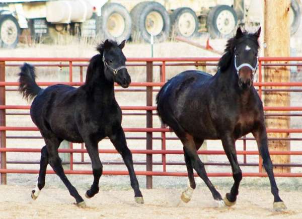 black-tiny-white-star-hind-sock-horse