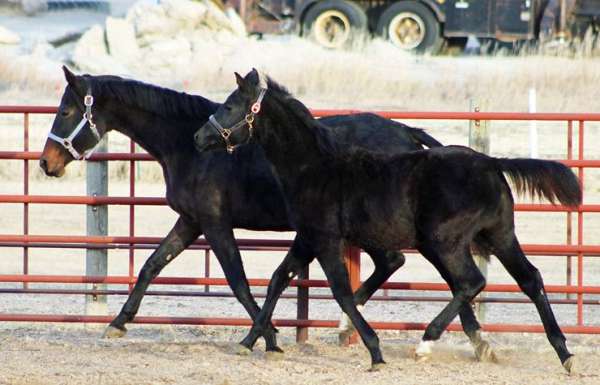 black-irish-draught-colt