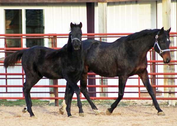 bloodlines-irish-draught-horse