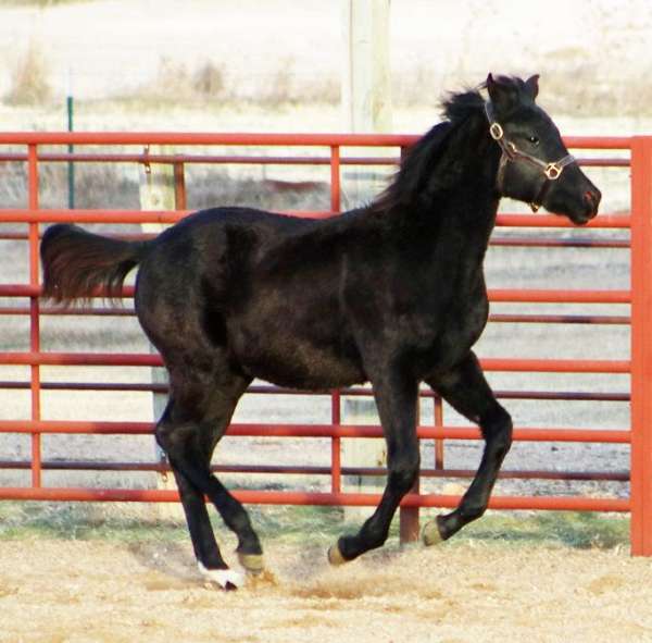 board-irish-draught-horse