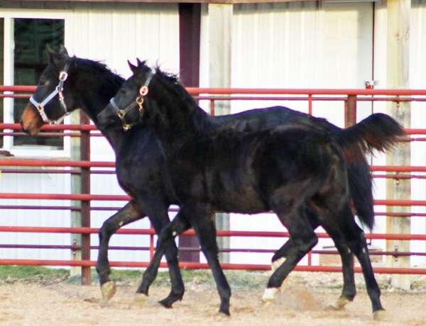 coggins-irish-draught-horse