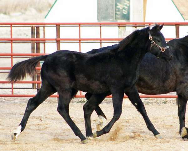 dutch-warmblood-irish-draught-horse