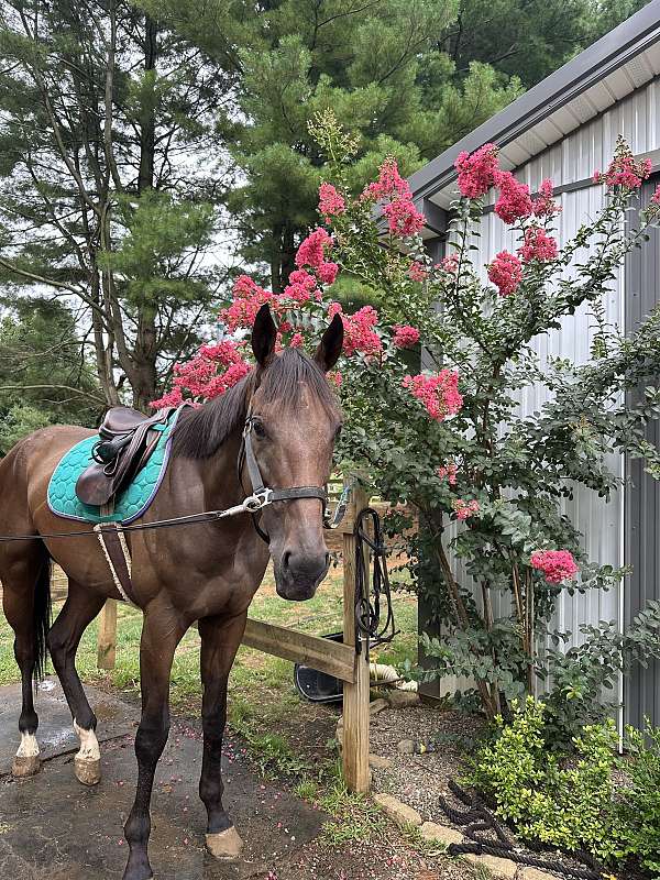 2-hind-socks-horse