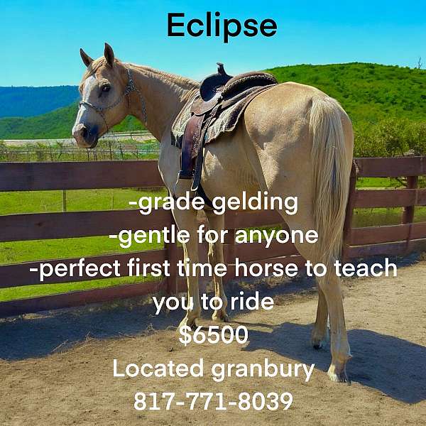 quarter-horse-gelding