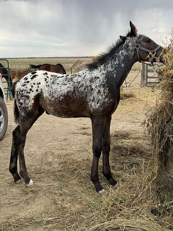 appaloosa-knabstrupper-horse