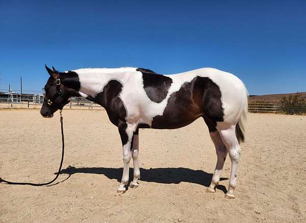 bay-tobiano-horse