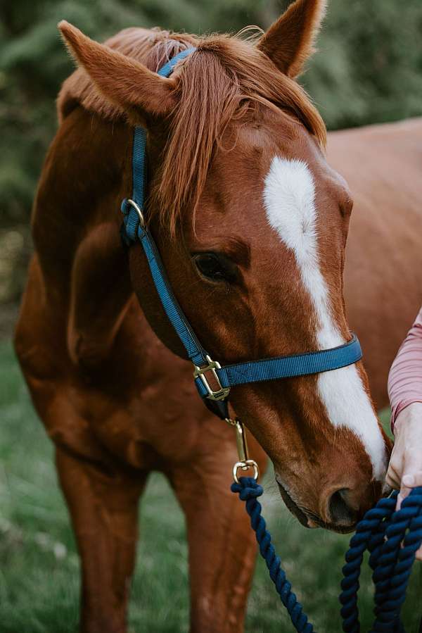 even-tempered-gelding