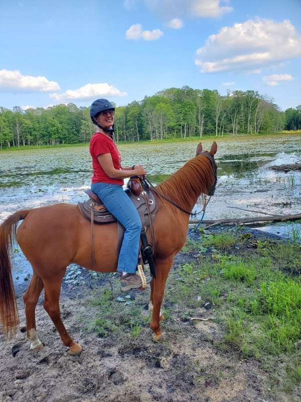 trail-arabian-horse