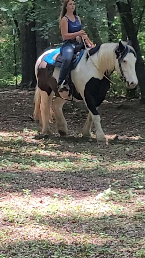 gypsy-vanner-gelding