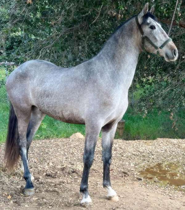 trujillo-lines-andalusian-horse