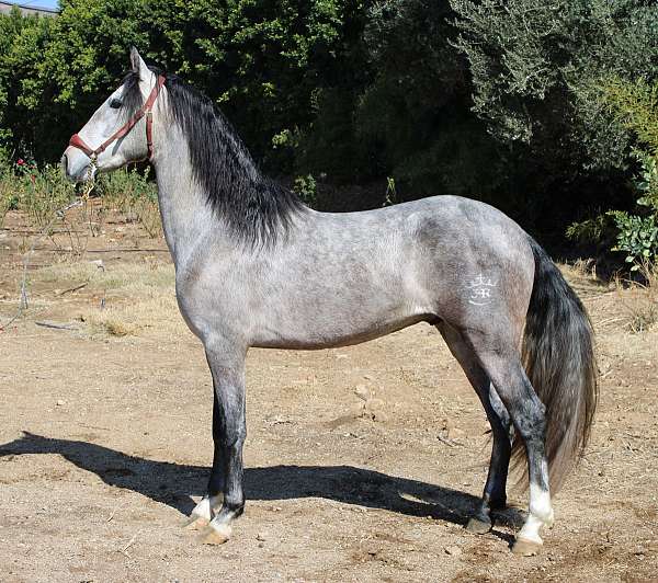 trujillo-lines-andalusian-horse