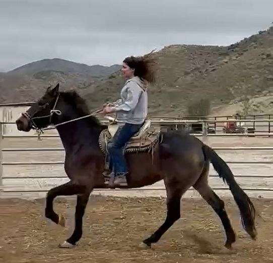 sylmar-andalusian-horse