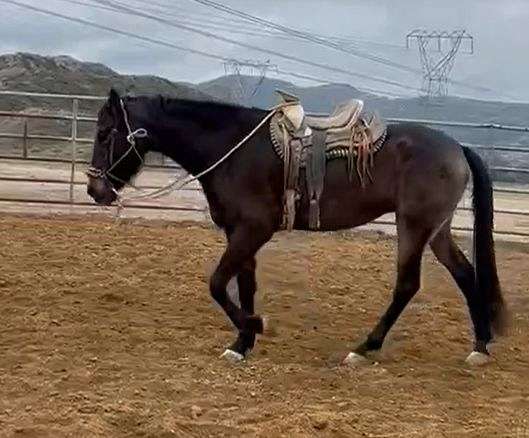 very-quiet-andalusian-horse