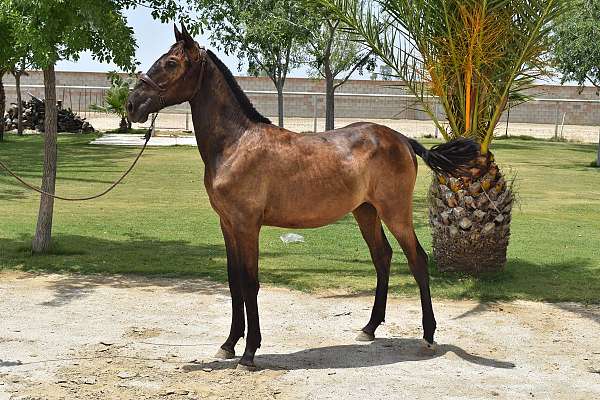 waly-andalusian-horse