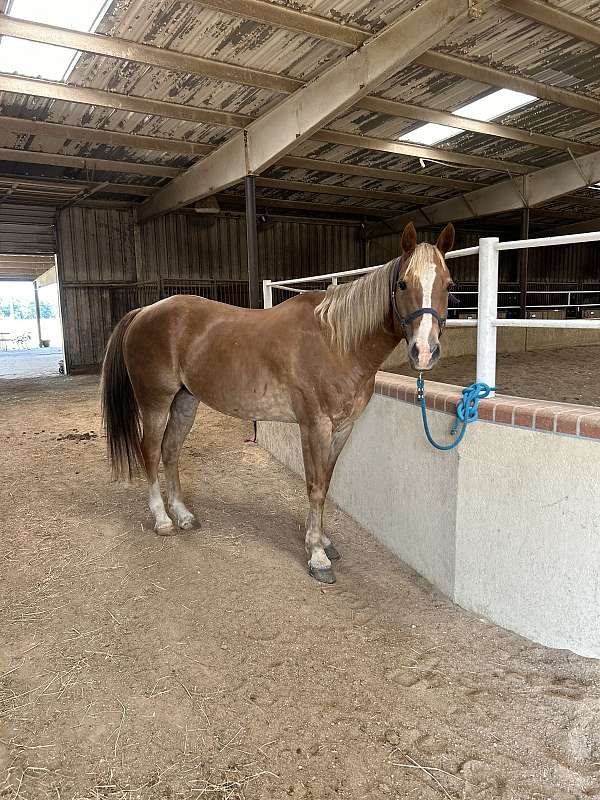 zebra-striping-horse