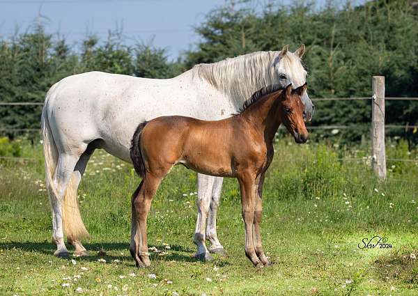 hanovarian-filly