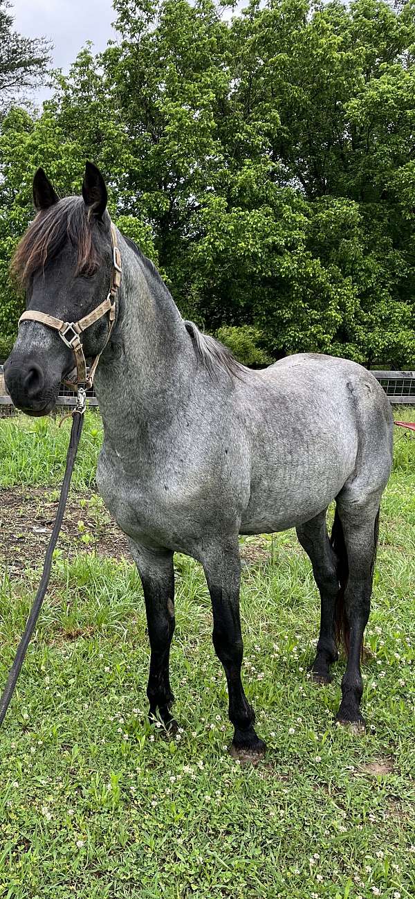 blue-roan-nine-horse