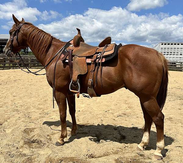 quarter-horse-gelding