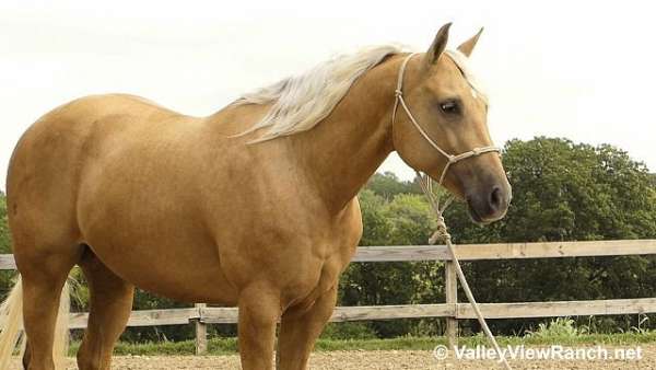 barrel-quarter-horse