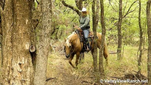 kid-safe-quarter-horse