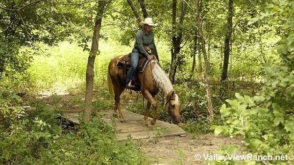 palomino-quarter-horse-mare