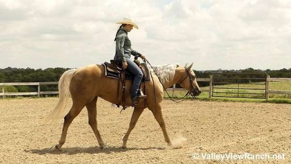 trail-quarter-horse