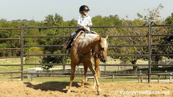 western-dressage-quarter-horse