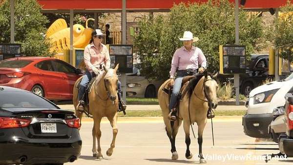 palomino-barrel-racing-horse