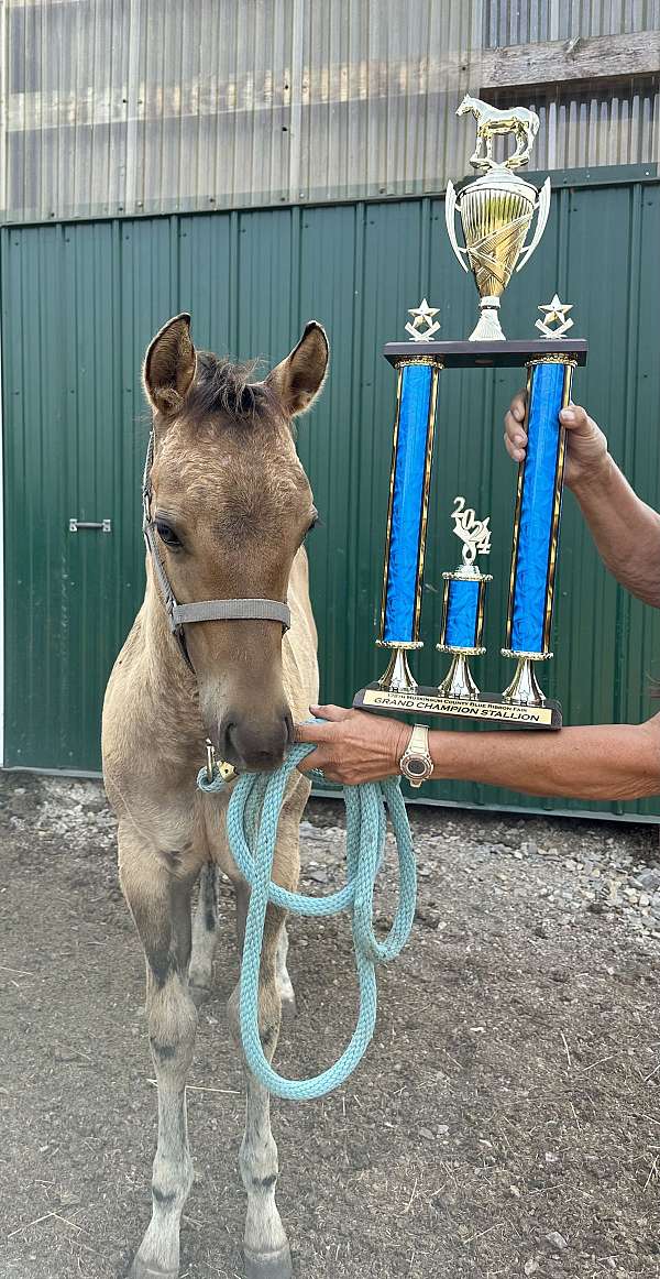 black-dun-aqha-colt-stallion