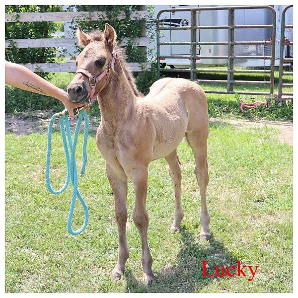 black-dun-homozygous-show-horse