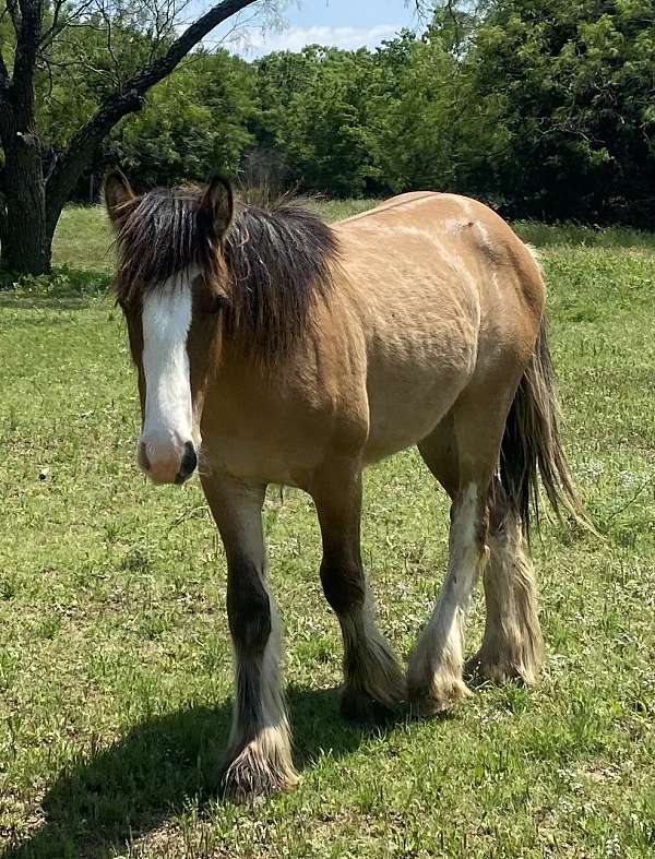 uno-gypsy-vanner-horse