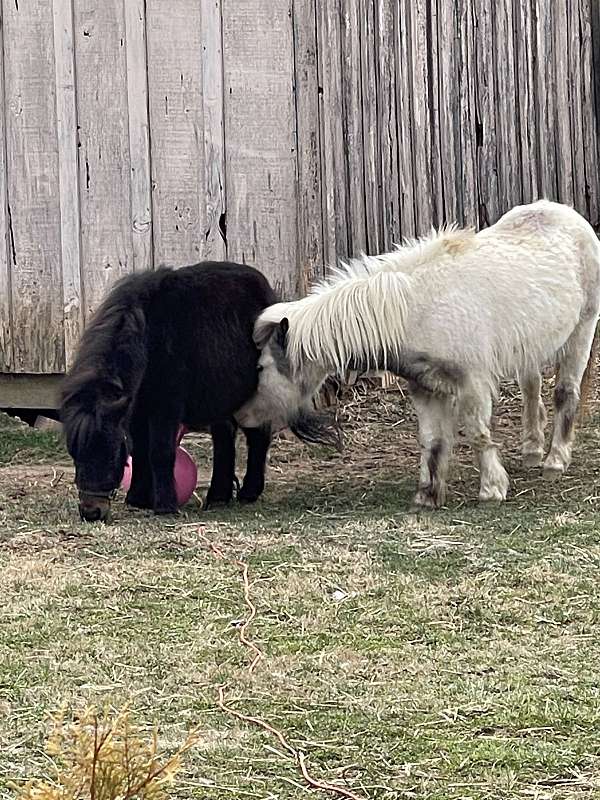 miniature-horse