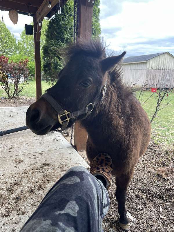 miniature-horse-for-sale