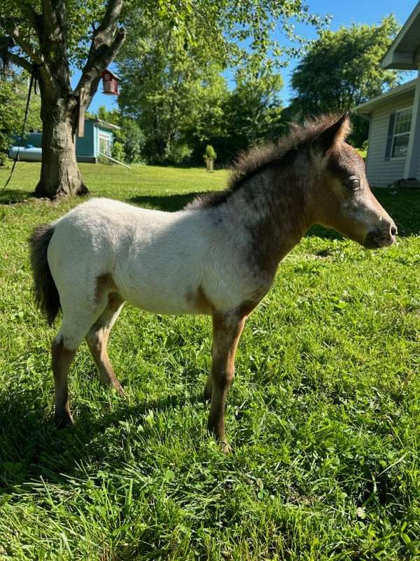 horsemanship-appaloosa-miniature-horse