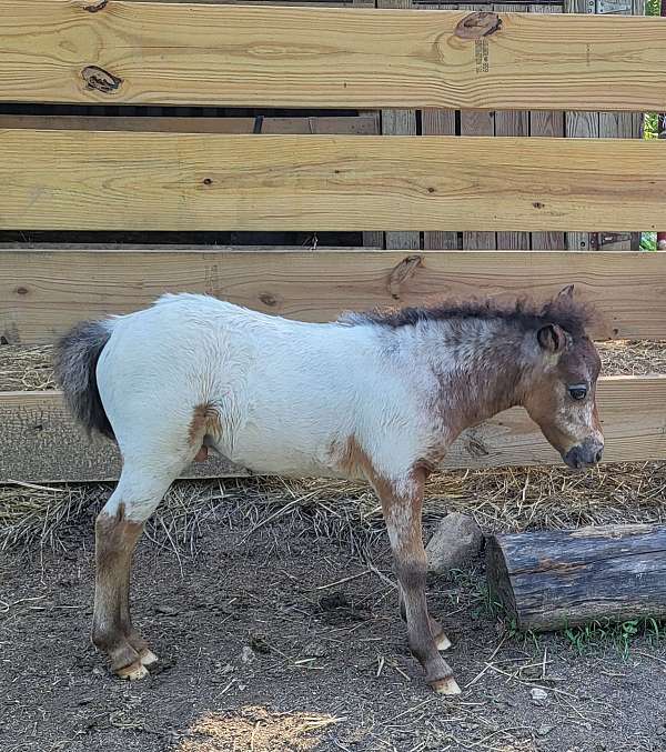 learning-miniature-horse