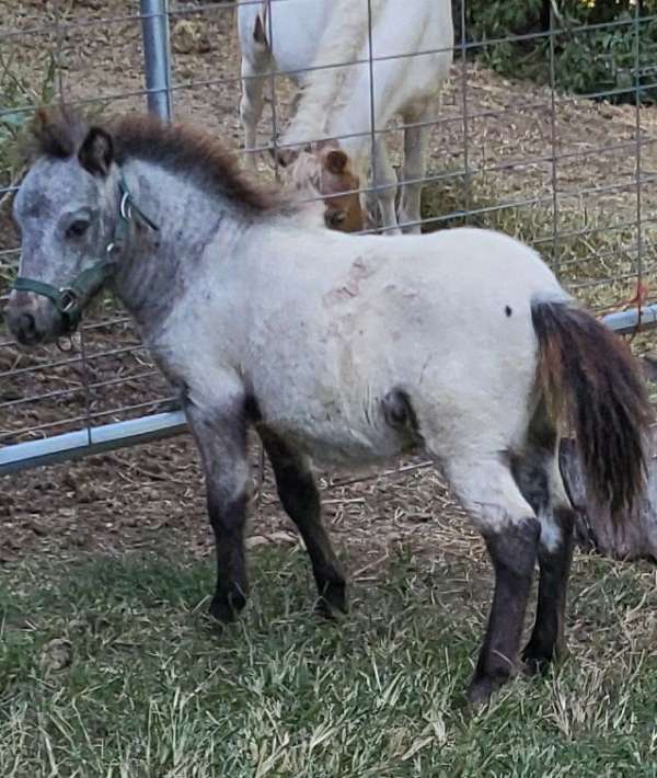 striking-miniature-horse