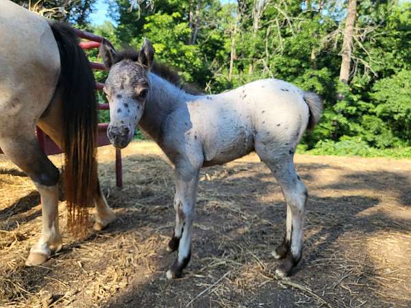 buckskin-pinto-appaloosa-colt-stallion