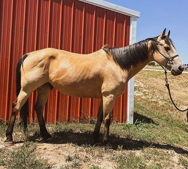 black-buckskin-mounted-patrol-horse