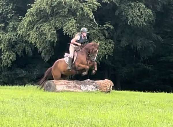 chestnut-see-pics-horse