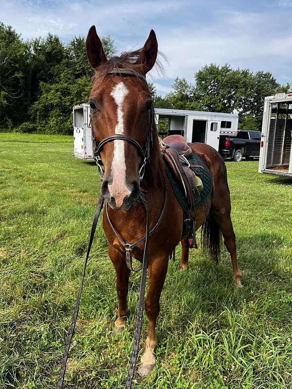 flashy-quarter-horse